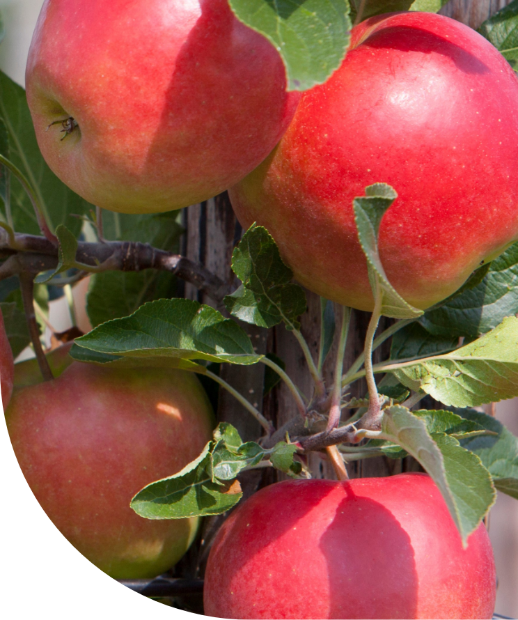 Fruit op het werk